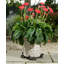 Demelza Weather Resistant Planter Feet