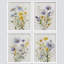 Fleurs mauves et jaunes - ensemble de 4 reproductions de cadres photo simples-97770190-97770189