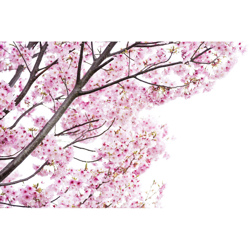 Pink Cherry Blossoms by Ooyoo - No Frame Art Prints on Canvas, 81cm H x 122cm W