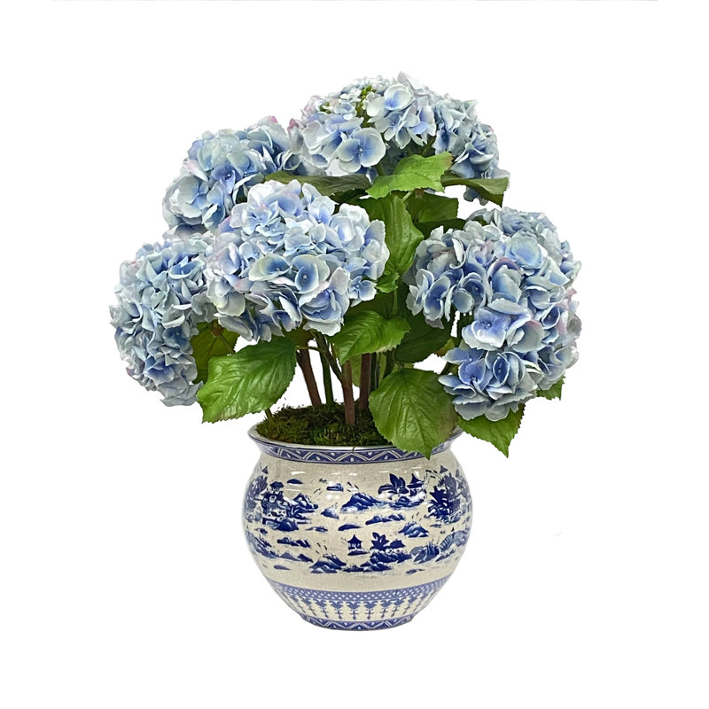 Hortensia dans un vase, Bleu
