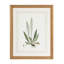 Curtis Ferns III Print