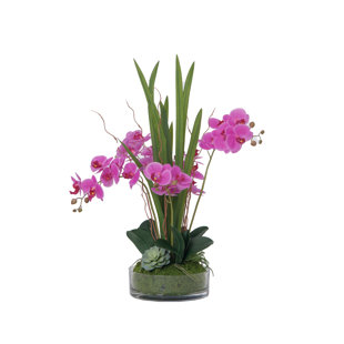 Arrangement d'orchidées mauves 29,5 po dans un vase circulaire en verre avec sous-bois et verdure | Orchidées mites mauves par Fiori Semper
