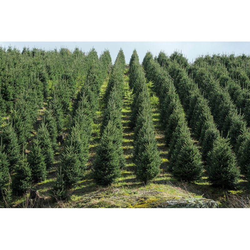 Arbres de noël, L 12 po x H 8 po