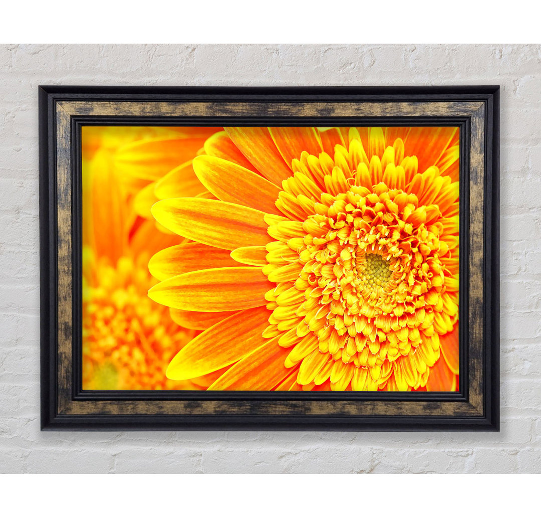 Orange-Gelbes Gerbera-Gesicht - Druck