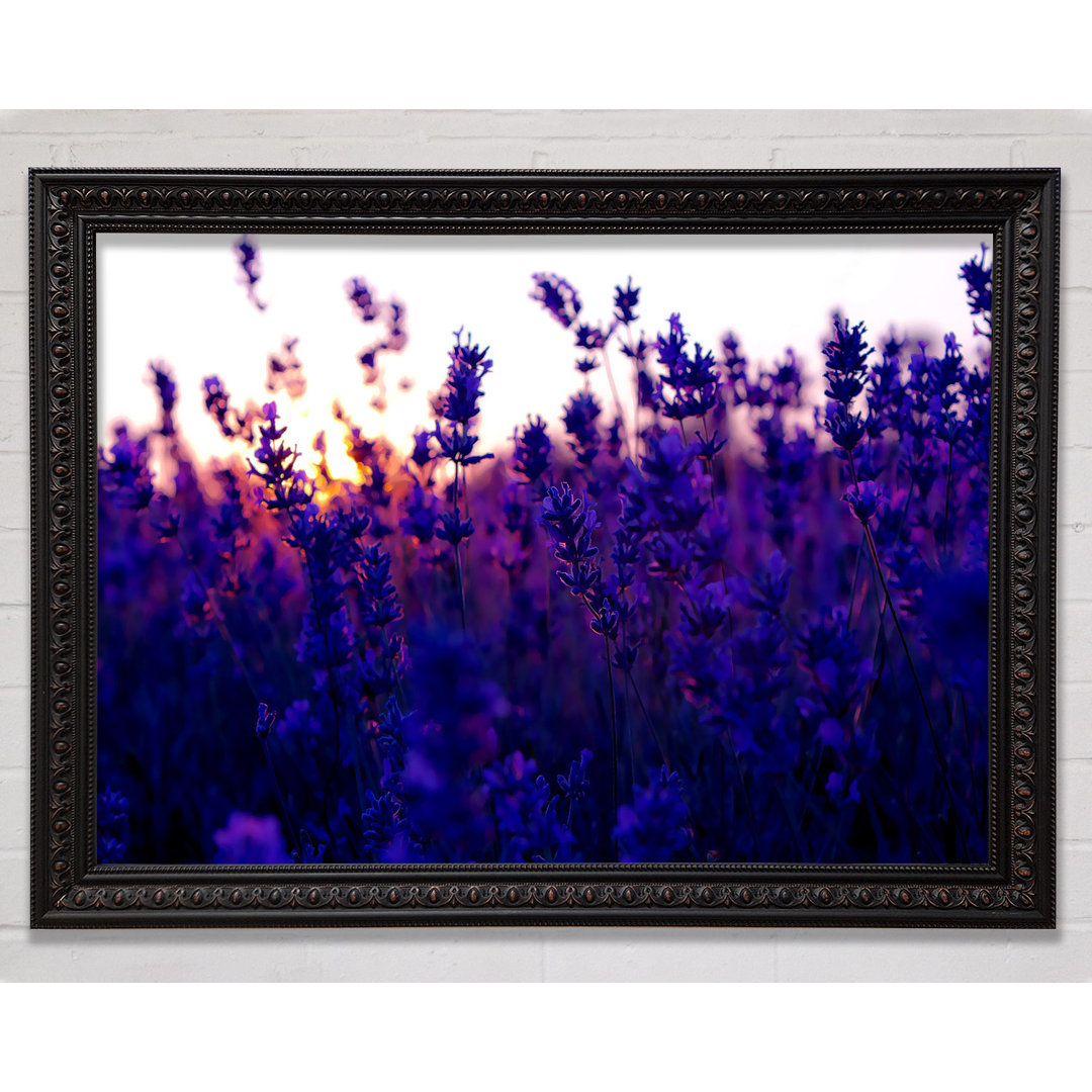 Gerahmtes Wandbild Lavender Field And Sunset