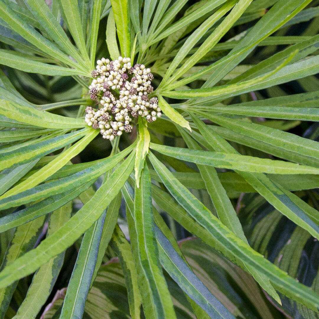 Leinwandbild Cropped Garden Leaves V von Laura DeNardo