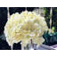 Ensemble de bouquet de fleurs artificielles hortensia-30611178