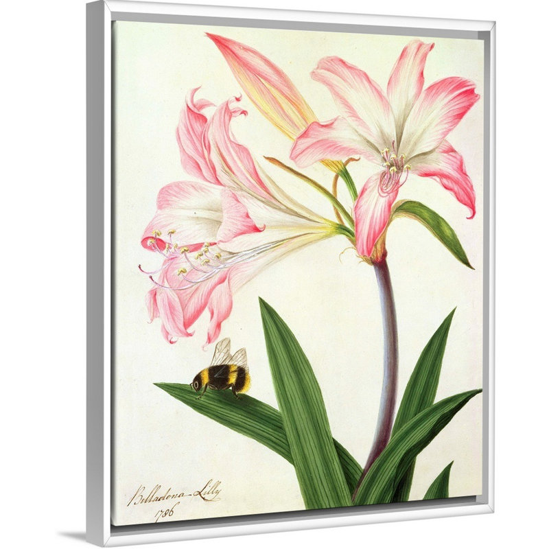 «Lilium Belladonna and Bee, 1786» par Matilda Conyer, reproduction sur toile, Cadre blanc, H 22 po x l 18 po x P 1,75 po
