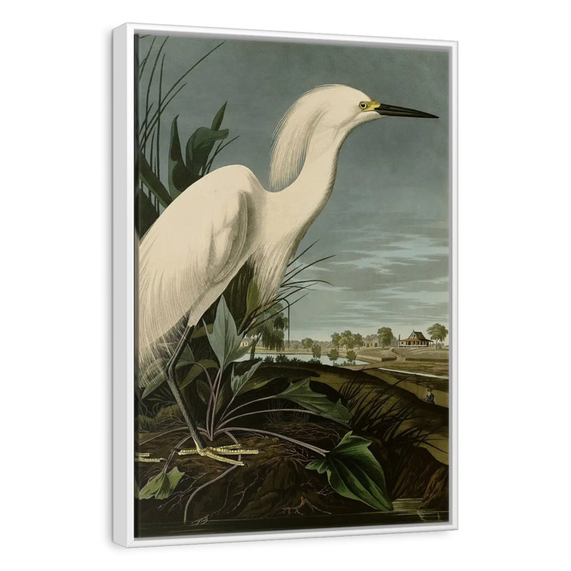 Snowy Heron Or White Egret, Floating Frame White, 27" x 40"