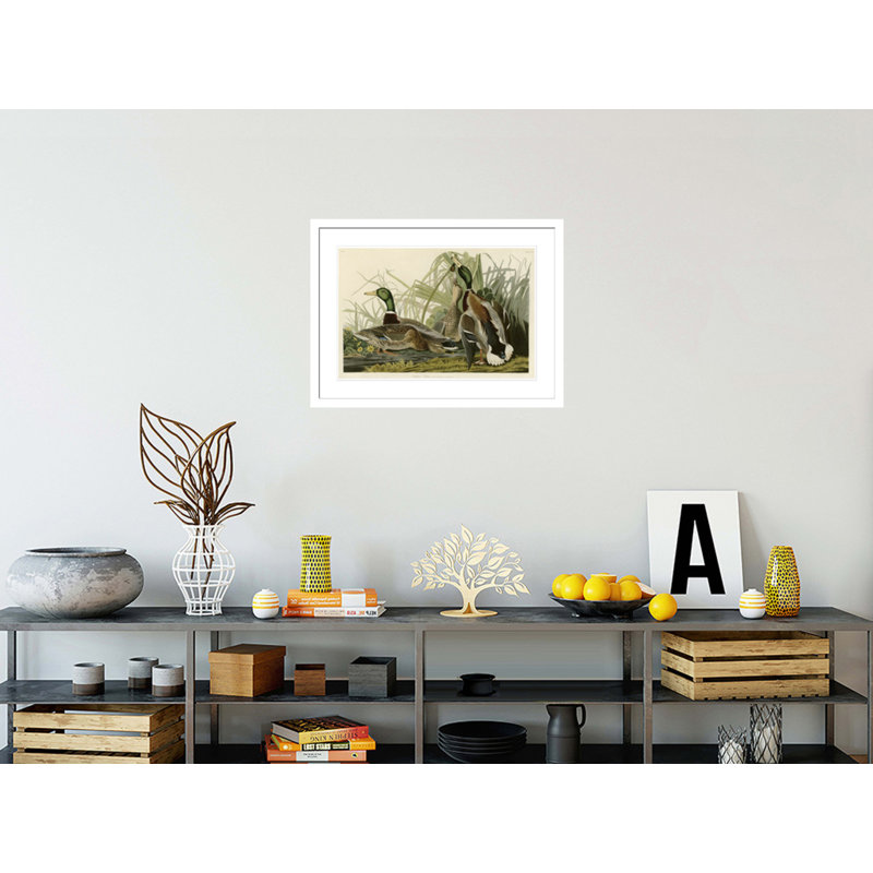 «Mallard Duck» par John James Audubon, impression giclée sur cadre, H 21,85 po x l 29,5 po