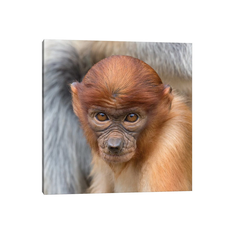 Proboscis Monkey Young by Mogens Trolle - Wrapped Canvas Print, 30.48 cm H x 30.48 cm W
