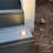 DMB52 Underground Hardwired Low Voltage LED Well Light