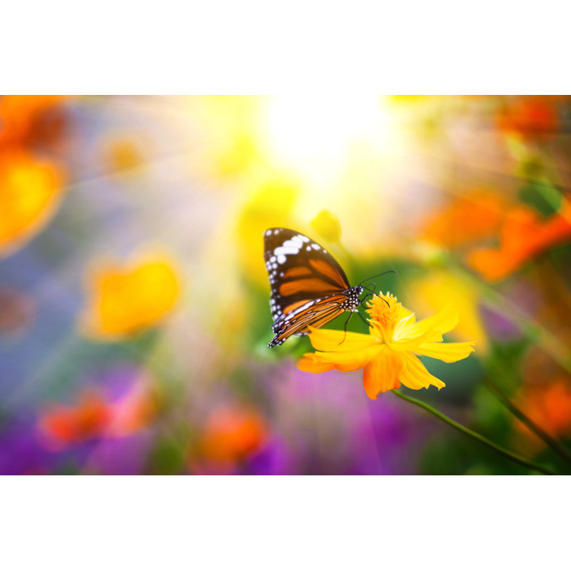 Butterflies And Flowers - Wrapped Canvas Print, 30cm H x 46cm W