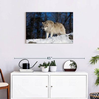 Loup Brampt à l'affût