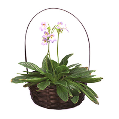 Bayou Breeze Solid Wood Decorative Basket