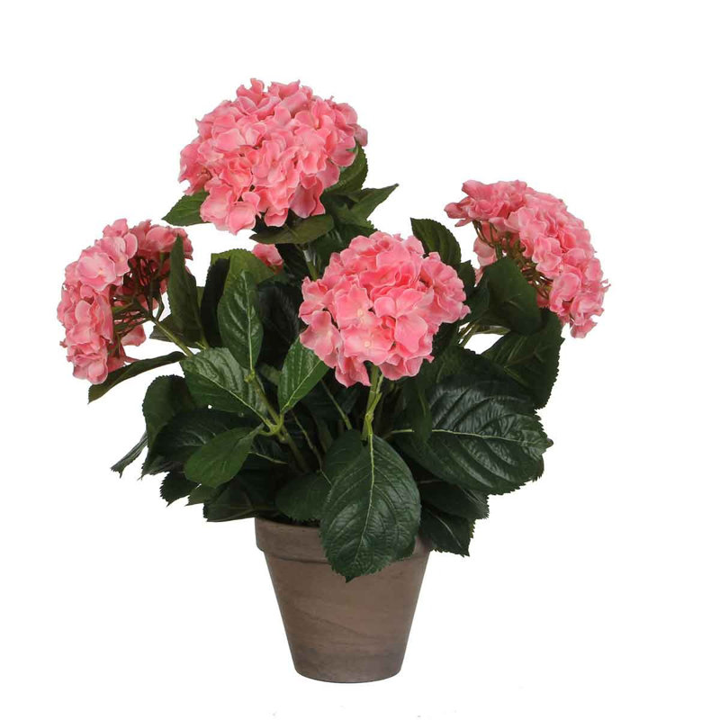 Hydrangea Arrangement in Pot, Pink