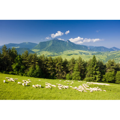 Sheep Grazing - Wrapped Canvas Print
