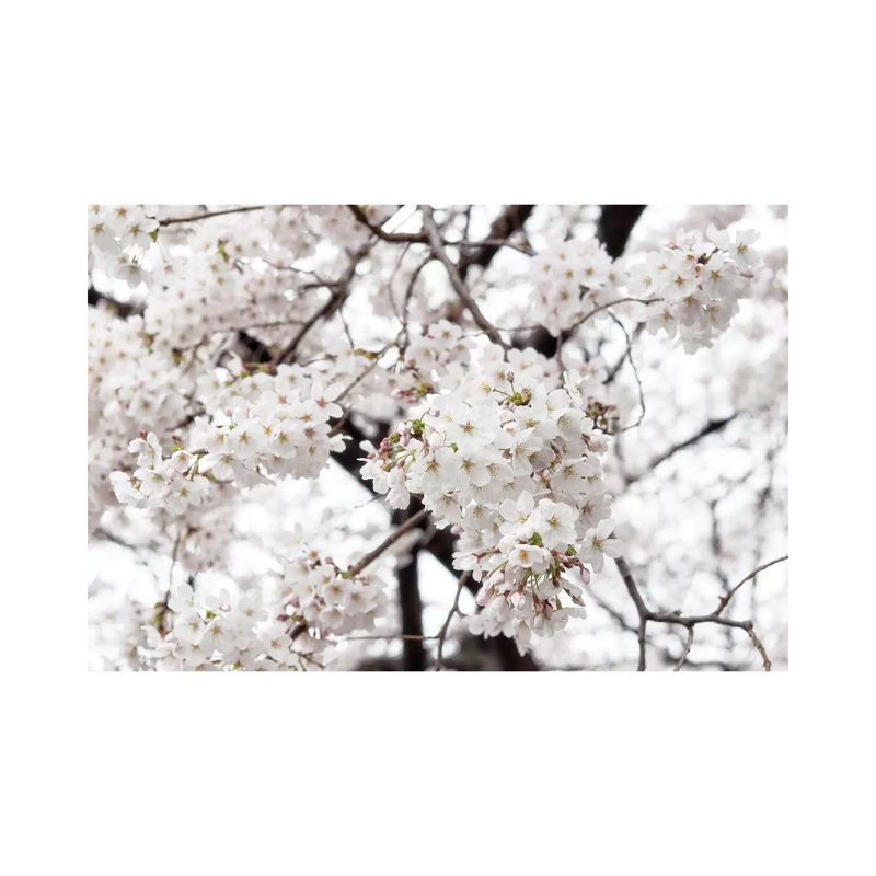 White Sakura Cherry Blossom by Philippe Hugonnard - Wrapped Canvas Gallery-Wrapped Canvas Giclée