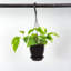 Live Golden Pothos Plant in Hanging Pot