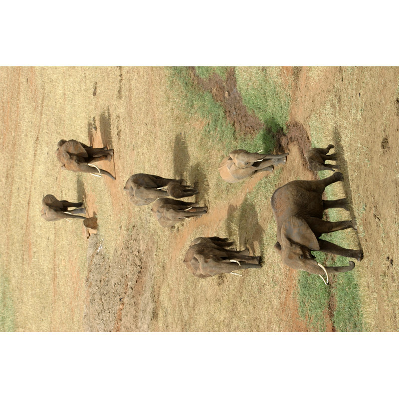 Elephant Family by IMPALASTOCK - Wrapped Canvas Print, 81cm H x 122cm W