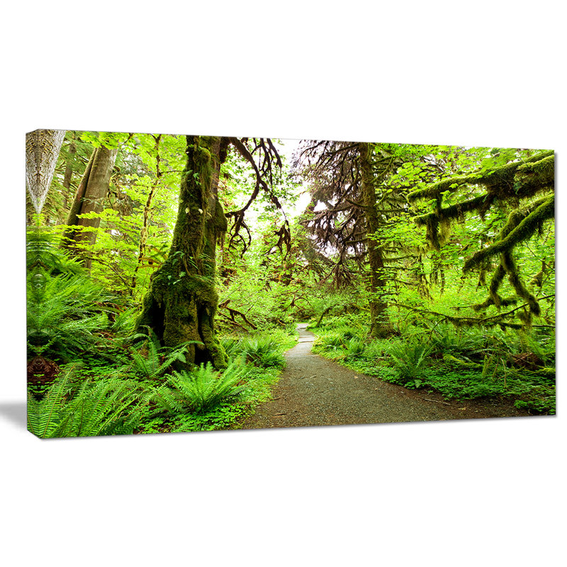 " Footpath In Redwood Rain Forest ", 16" H x 32" W