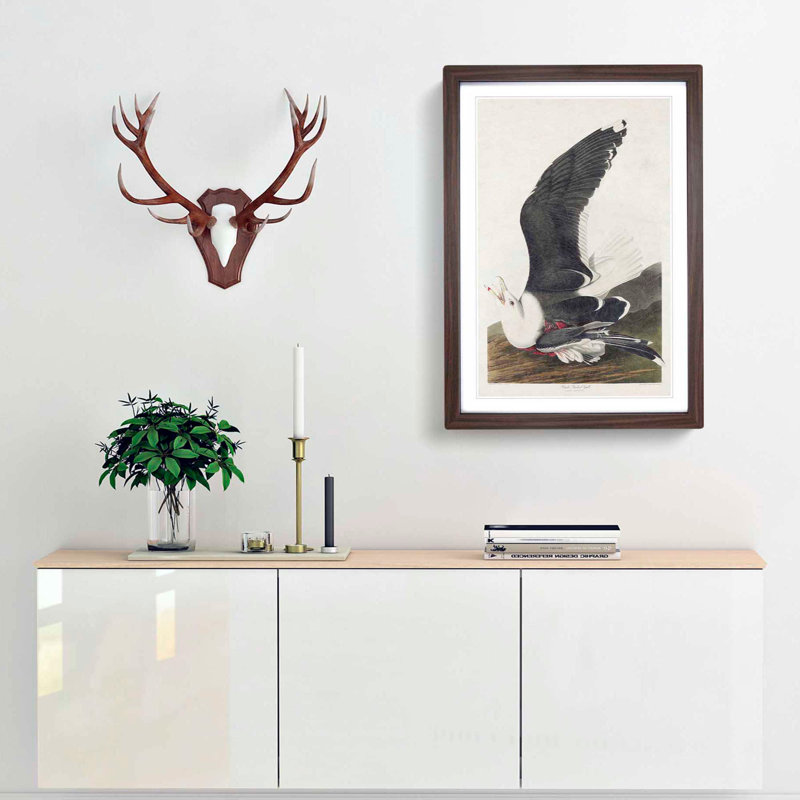 Black-Backed Gull by John James Audubon - Picture Frame Art Print, 36cm H x 27cm W x 2cm D, Walnut Framed