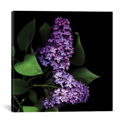 " Deep Purple " by Magda Indigo