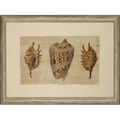 Crackled Triple Shell 2 Painting