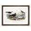 Gulls and Tern Birds by Oliver Goldsmith - Picture Frame Painting Print-55609126-55609127