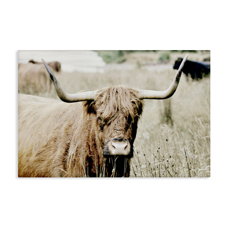 Bouvier Highland dans une toile de champ par SD graphiques Studio, H 20 po x l 30 po x P 1,5 po