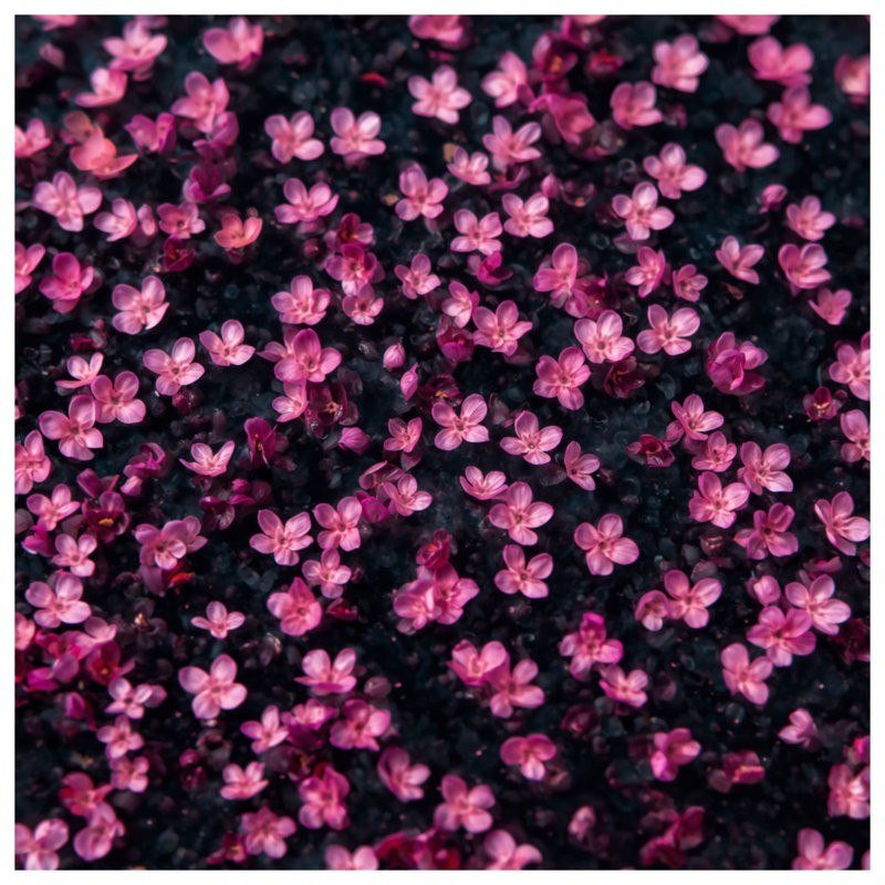 Tapisserie murale fleurs minuscules roses, H 104 po x 88 avec 4 œillets