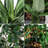 Multi-Size Bamboo Tree Faux Plant Combo  (Set of 3)