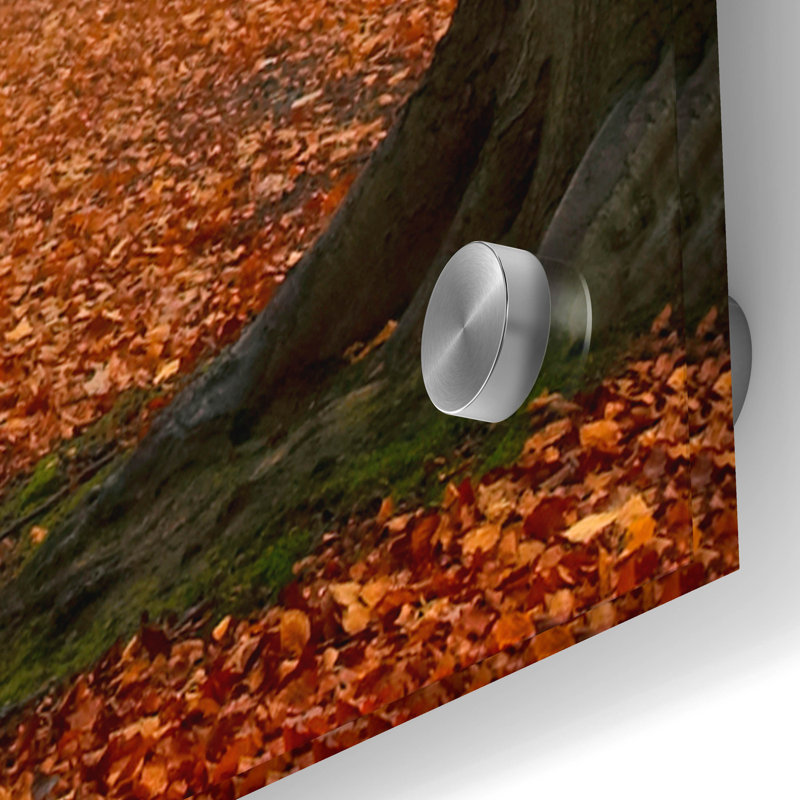 «Autumn Forest Floor» par Photoinc Studio, art mural en verre acrylique, H 36 po x l 36 po x P 0,2 po