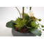 Orchidée FLORAL 24 po avec plantes grasses
