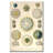 Amoeboid Protozoans Graphic Art on Wrapped Canvas-11023381