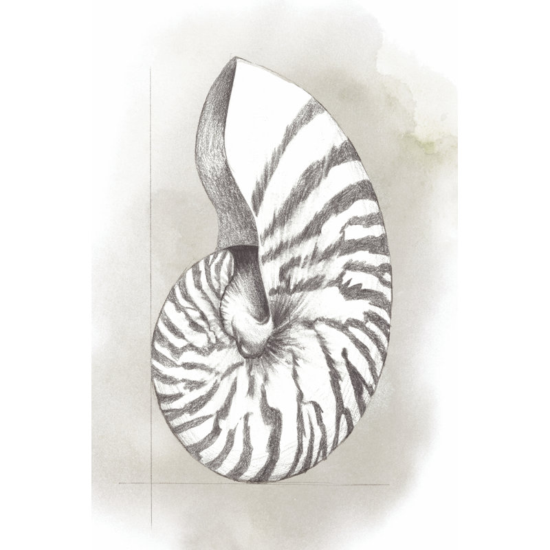 Shell Diagram III by Grace Popp - Wrapped Canvas Print, 46cm H x 30cm W x 3.8cm D