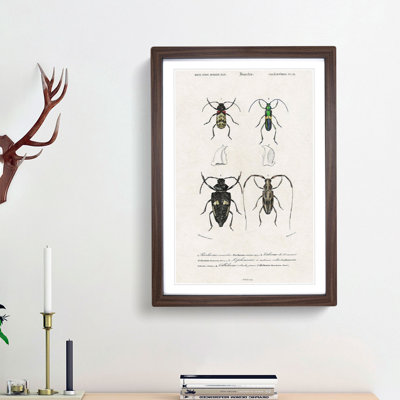 Beetle Illustrations PL.12 by Charles D'Orbigny - Single Picture Frame Print
