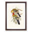 Splendid Parakeets by Elizabeth Gould - Picture Frame Painting Print-55619853-55619854