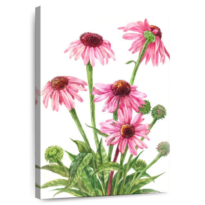 Harnek Echinacea Flower Cluster