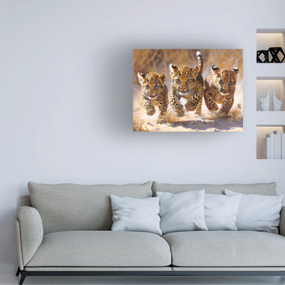 Bolog Shawna Stewart Let The Race Begin Canvas Art