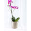 Vase en aluminium cylindrique Everly Quinn-745232869