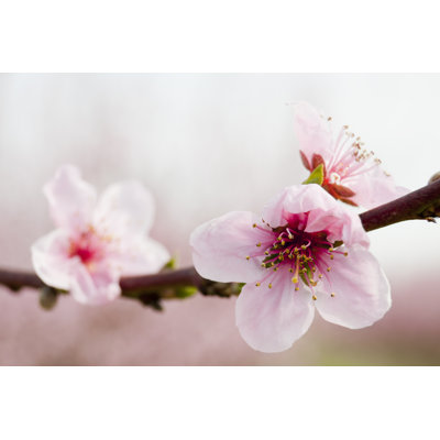 Peach Flowers - Wrapped Canvas Print