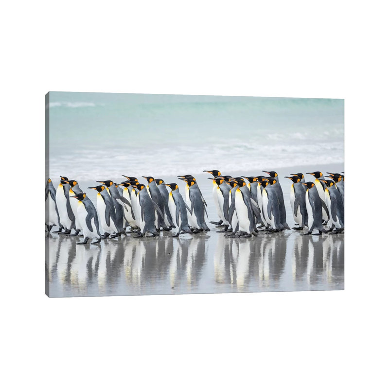King Penguin, Falkland Islands. by Martin Zwick - Wrapped Canvas Print, 20.32 cm H x 30.48 cm W