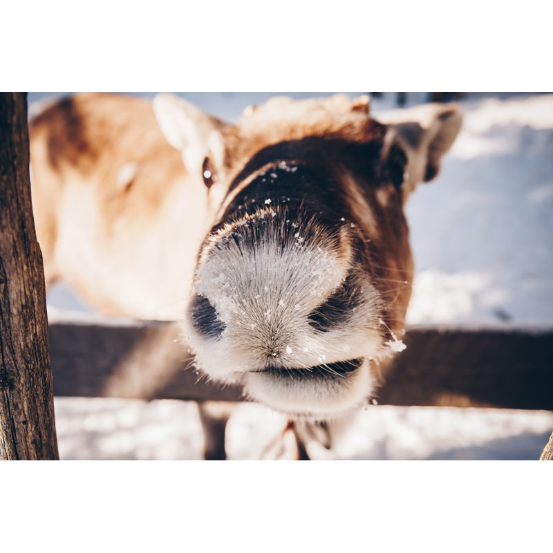 Reindeer In A Farm In Winter Finnish Lapland by Wmaster890 - Wrapped Canvas Print, 32"H x 48"W