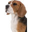Statue Beagle