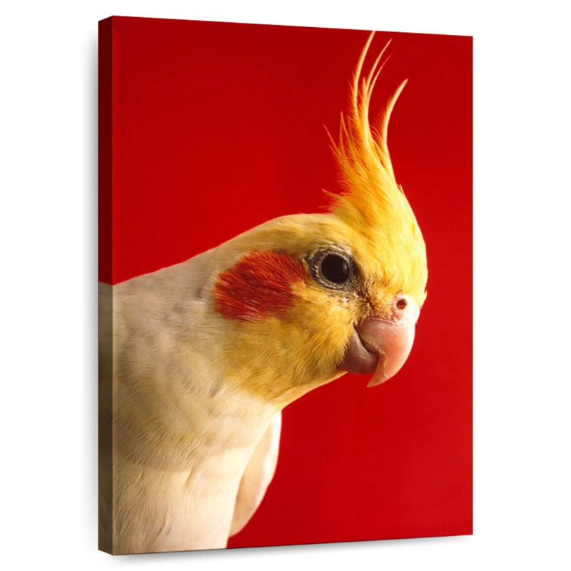 Cockatiel Brampt Lutino, H 36 po x l 24 po