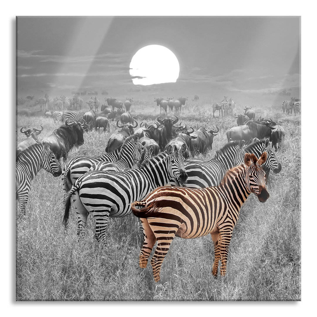 Glasbild Zebraherde Savanne bei Sonnenuntergang