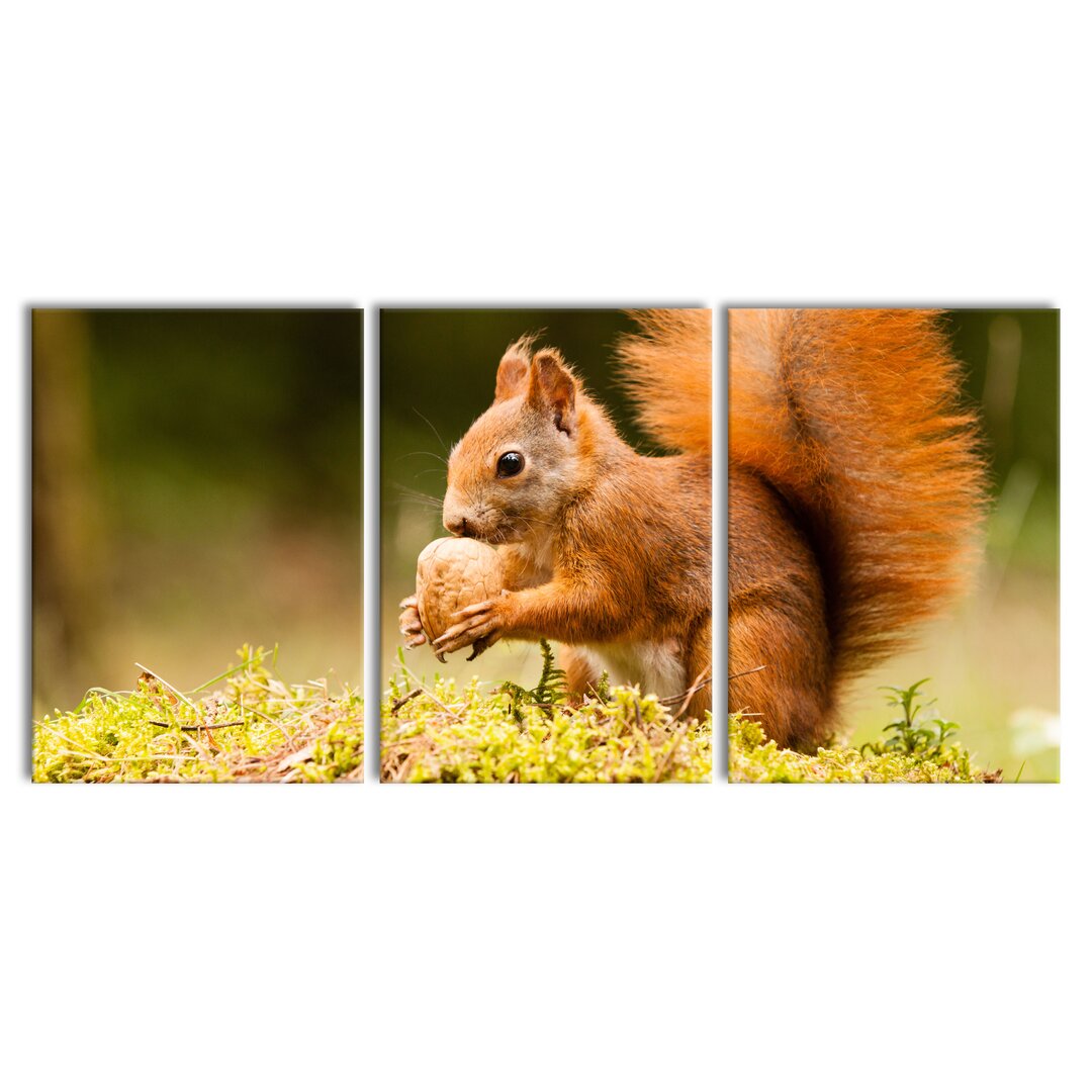 3-tlg. Leinwandbilder-Set Eichhörnchen mit Nuss