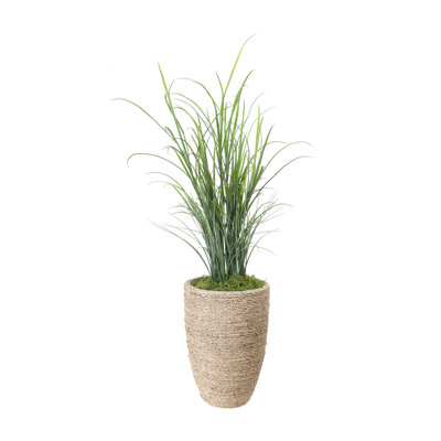 Herbe dans un pot à fleurs