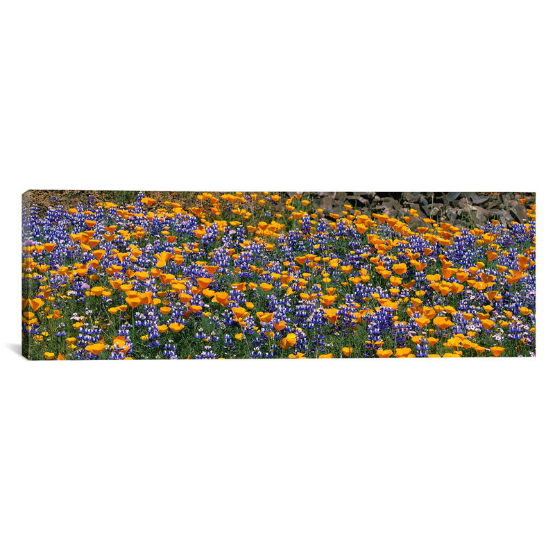 «Panoramic Table Mountain, California», reproduction de photo sur toile, H 16 po x l 48 po x P 1,5 po, Toile tendue